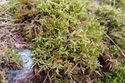 Pleurozium schreberi, photographed by Quinten Wiegersma