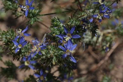 Eriastrum sapphirinum