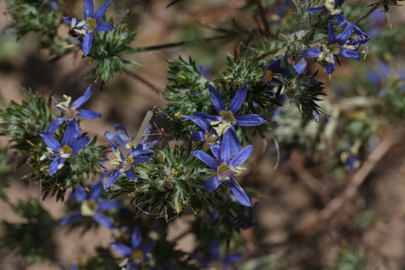 Eriastrum sapphirinum, photographed by Madeleine Claire