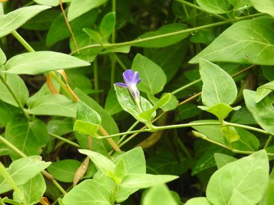 Vinca major, photographed by Yann Kemper