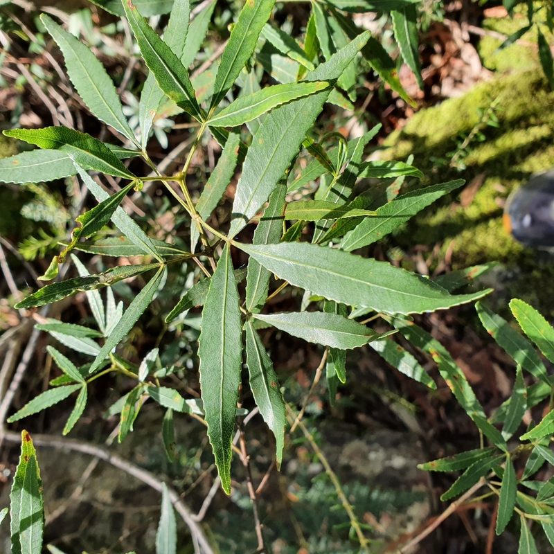Ceratopetalum gummiferum, photographed by ronavery