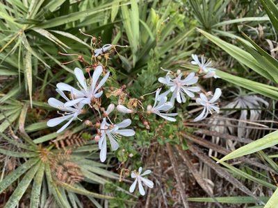 Bejaria racemosa