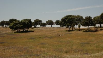 Quercus rotundifolia, photographed by scolym