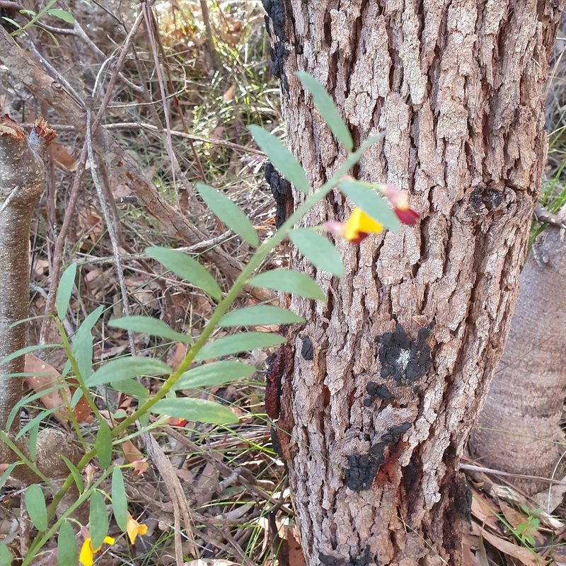 Bossiaea heterophylla, photographed by ronavery