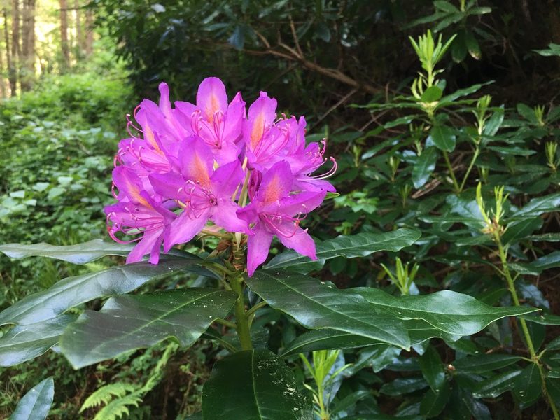 Rhododendron ponticum, photographed by B. Phalan