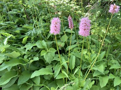 Persicaria bistorta, photographed by Katrin Simon