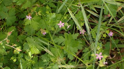 Geranium lucidum, photographed by scolym