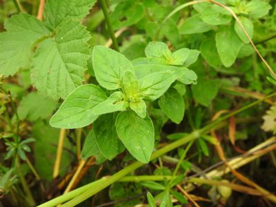 Origanum vulgare, photographed by Yann Kemper