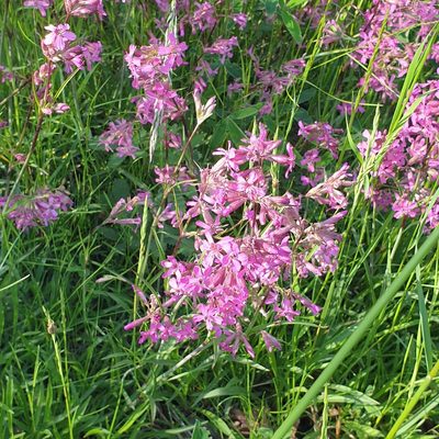 Viscaria vulgaris, photographed by Cilla Moerman