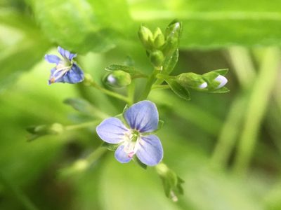 Veronica beccabunga, photographed by B. Phalan