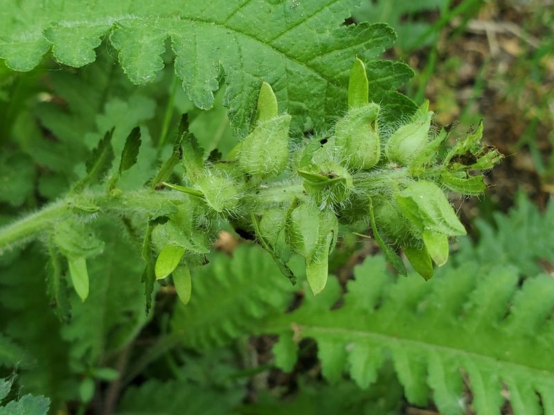 Pedicularis canadensis, photographed by Craig Martin
