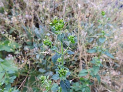 Origanum vulgare, photographed by Yann Kemper