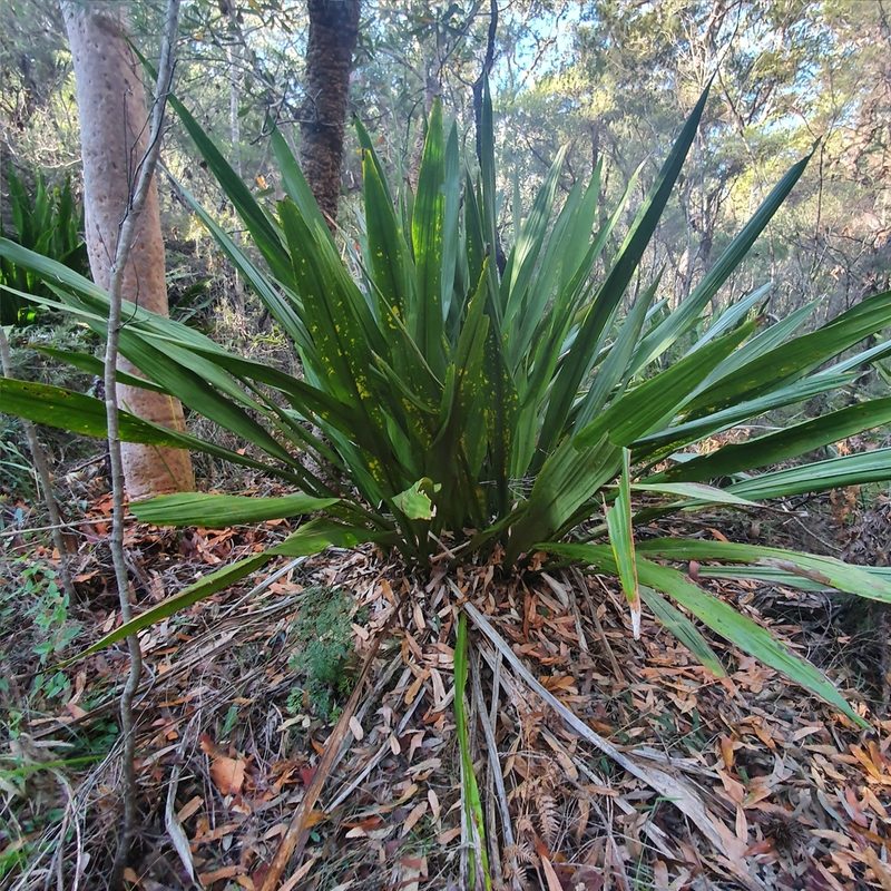 Doryanthes excelsa, photographed by ronavery