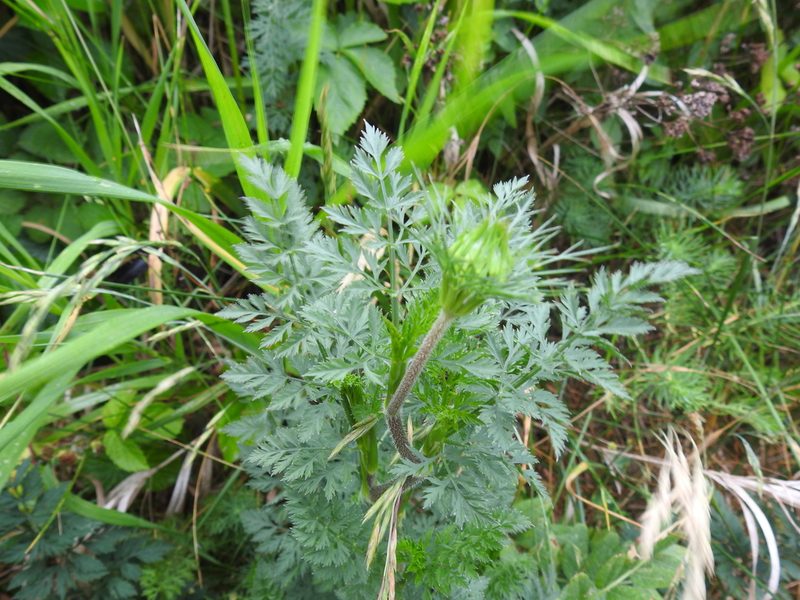 Aethusa cynapium, photographed by Yann Kemper