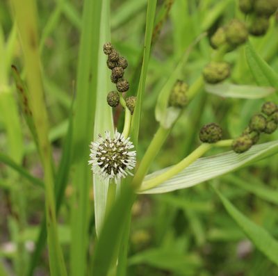 Sparganium eurycarpum