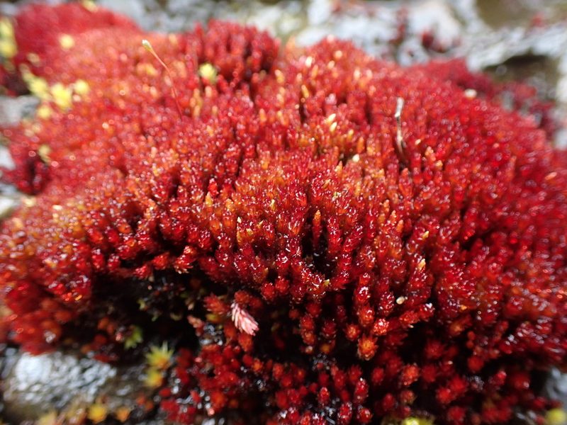 Imbribryum miniatum, photographed by Randal