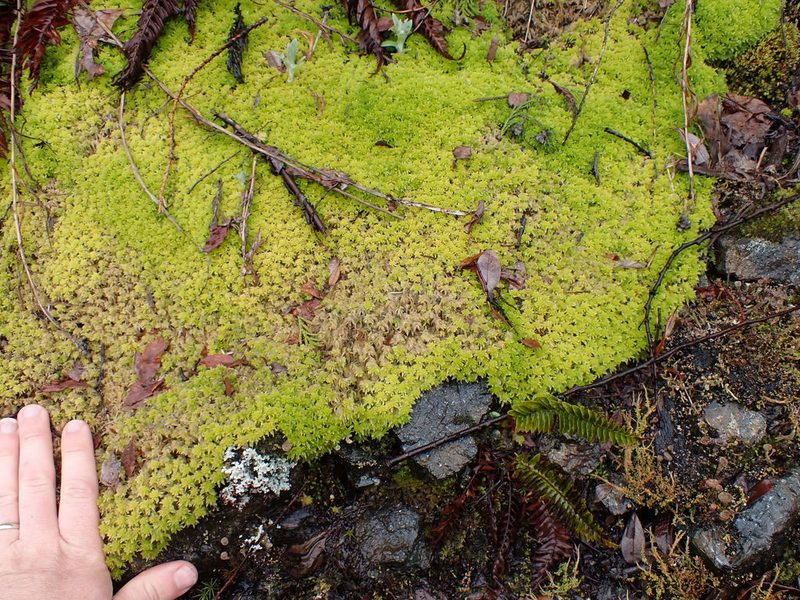 Sphagnum rubiginosum, photographed by Randal