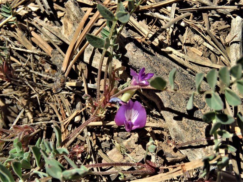 Astragalus megacarpus, photographed by Annika Lindqvist