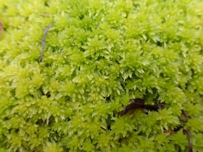 Sphagnum rubiginosum, photographed by Randal