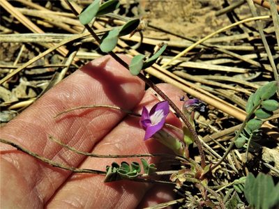 Astragalus megacarpus, photographed by Annika Lindqvist