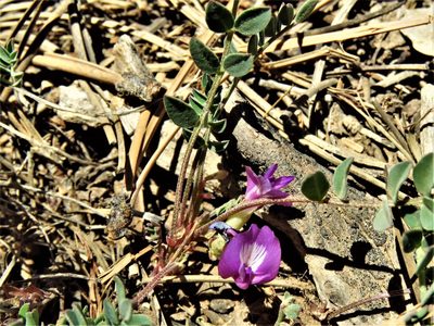 Astragalus megacarpus, photographed by Annika Lindqvist