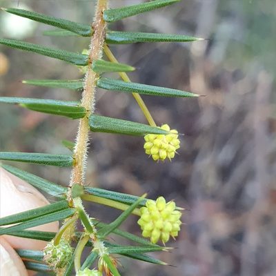 Acacia ulicifolia