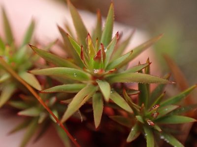 Pogonatum urnigerum, photographed by Randal