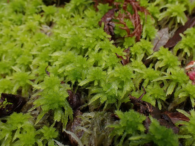 Sphagnum squarrosum, photographed by Randal
