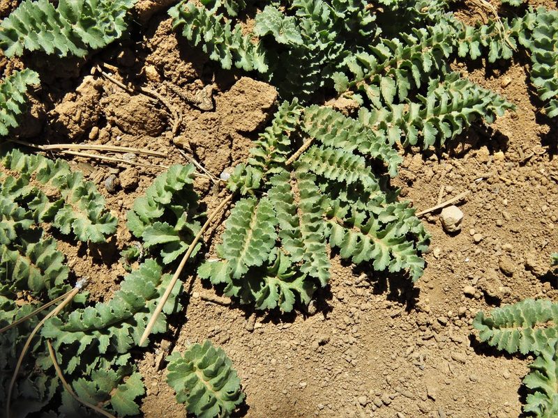 Pedicularis centranthera, photographed by Annika Lindqvist