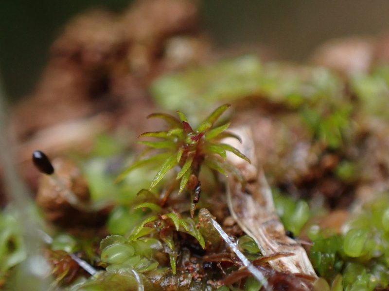 Oligotrichum aligerum, photographed by Randal