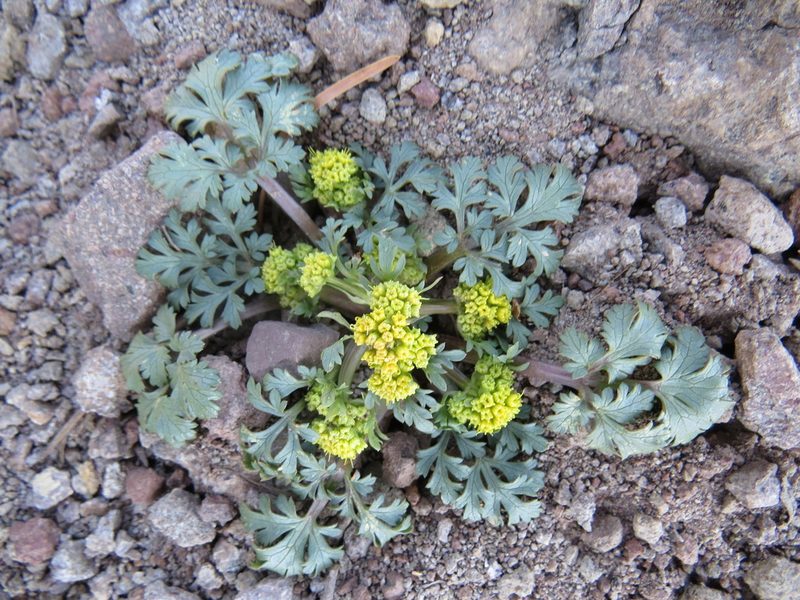 Sanicula graveolens, photographed by Garth Harwood
