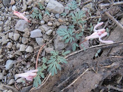 Dicentra uniflora, photographed by Garth Harwood