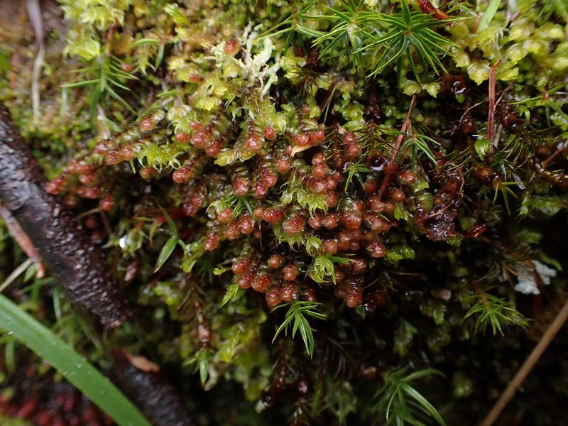 Scapania americana, photographed by Randal