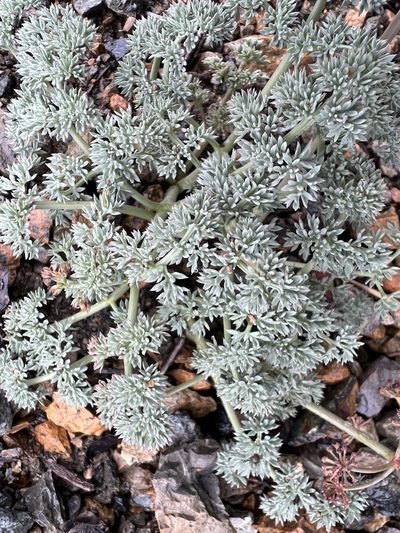 Lomatium cuspidatum, photographed by James H. Thomas