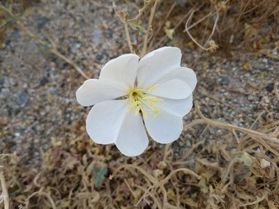 Oenothera avita, photographed by Vasily Reinkymov