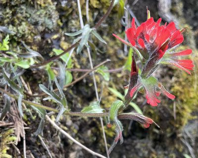 Castilleja hispida, photographed by Roger Rittmaster