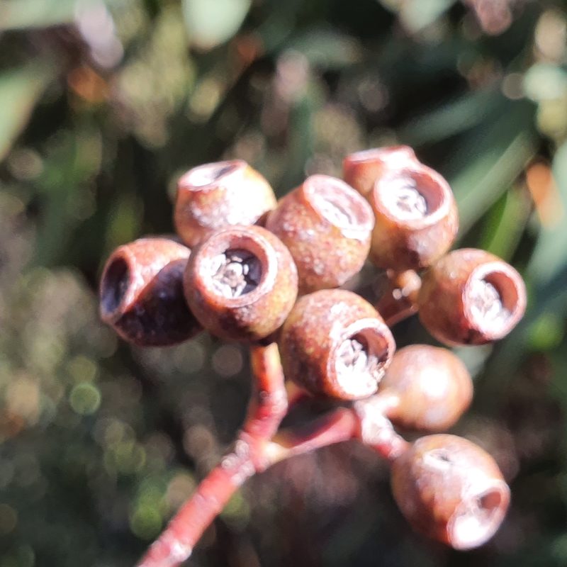 Eucalyptus piperita, photographed by ronavery