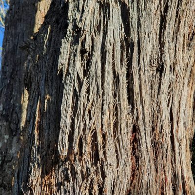 Eucalyptus piperita, photographed by ronavery