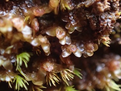 Diplophyllum obtusifolium, photographed by Randal
