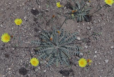 Malacothrix sonchoides, photographed by Steve Matson