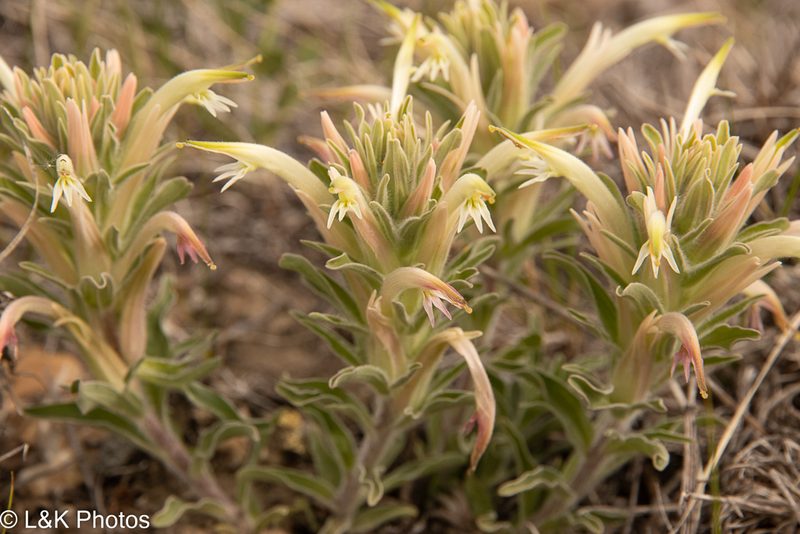 Castilleja sessiliflora, photographed by lallen