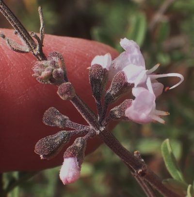 Ocimum burchellianum, photographed by Nicola van Berkel