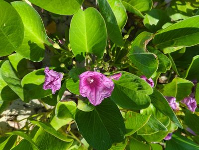 Ipomoea pes-caprae, photographed by rockybajada