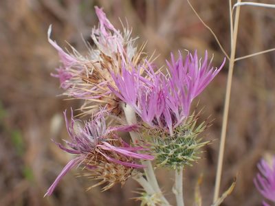 Galactites tomentosus, photographed by luluchouette