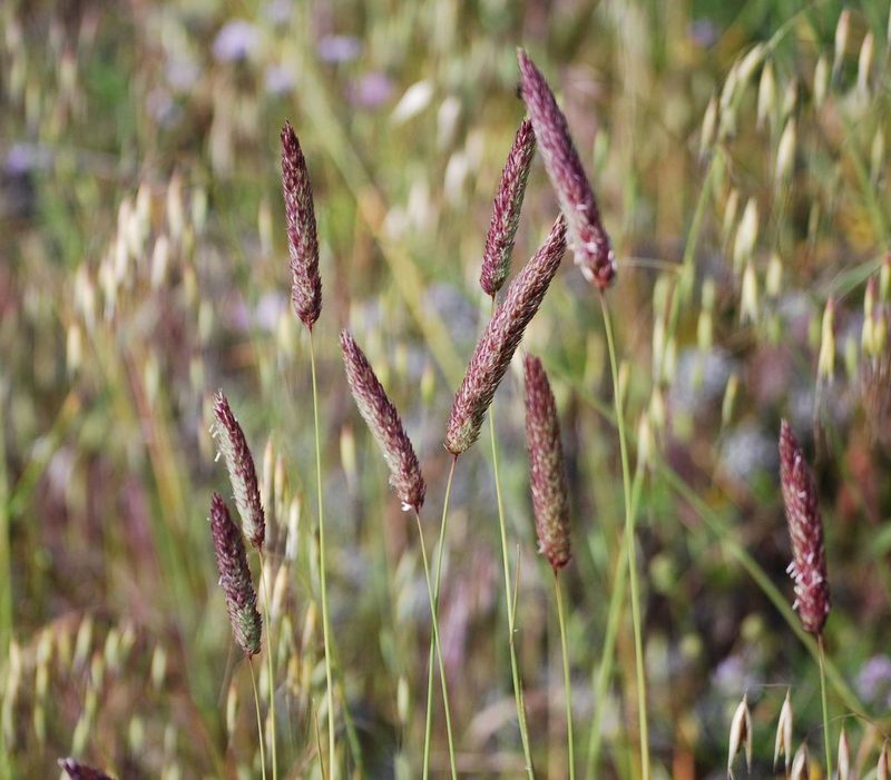 Phalaris coerulescens, photographed by Mirela
