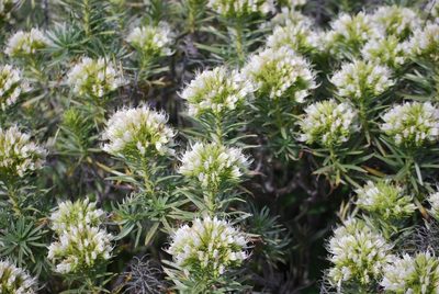 Echium aculeatum, photographed by Mirela