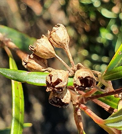Tristania neriifolia, photographed by ronavery