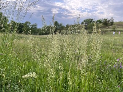 Trisetum flavescens, photographed by Pavel Kacl