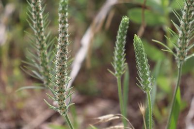 Plantago aristata, photographed by Mark G