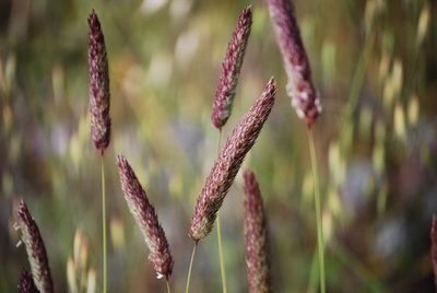Phalaris coerulescens, photographed by Mirela